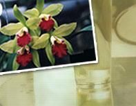 Product - A & P ORCHID NURSERY - Global