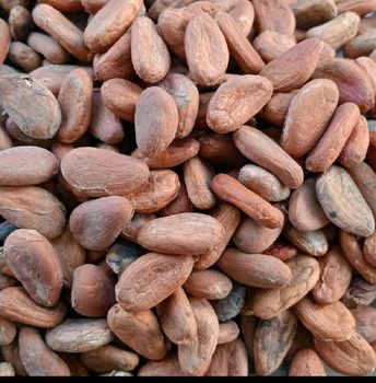 Cocoa beans - CV..Hanesa - Indonesia