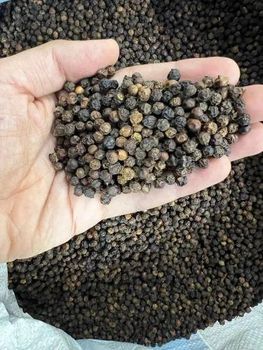 Indian Black Pepper – Whole / Export Grade - SRMS VENTURES PRIVATE LIMITED - India