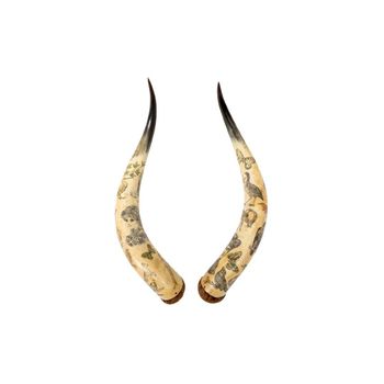 Premium quality cow horn offered at factory price for wholesale buyers - Leta Trading sprl - Poland