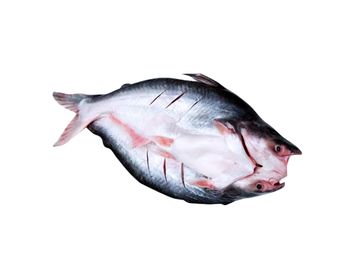 Free sample Panga Wholesale Frozen sutchi Pangasius Basa Tra Swai Butterfly cut Fish IQF Bulk 10kg packing in Vietnam - TANIS IMPORT & EXPORT COMPANY LIMITED - Vietnam