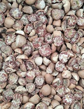 betel nut from assam shupari betel nut - assam shupari - India