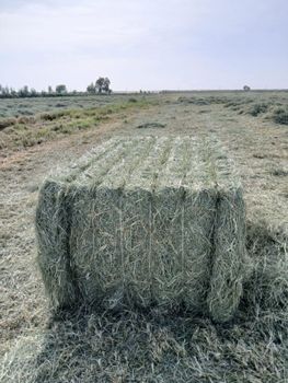 Rhode Grass from Alfaran traders Rhode Grass - Alfaran traders - Pakistan