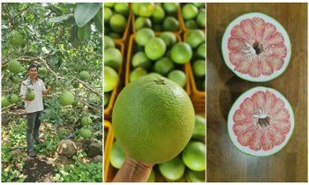Song Nam Green skin pomelo Grade 1 Color Green Skin Brand Name Song Nam ITD Place of Origin VIET NAM Certifications Globalgap Compliant - Song Nam ITD Co.,LTD - Vietnam