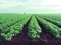 AGRICOLA AGRELIN SPR DE RI