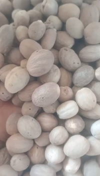 Nutmeg Maluku - PT Vena Loka Cakrawala - Indonesia