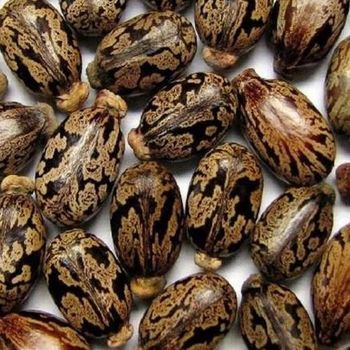 castor seed from prestige foods castor seed - prestige foods - Kenya