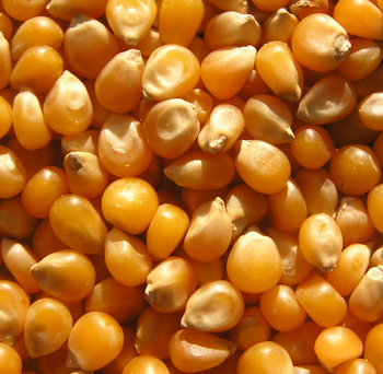 Non GMO Dried Yellow Red Maize Corn For Sale Bulk Yellow Corn Grains, Gmo Corn Feed Grade - AGRONOVA - United States
