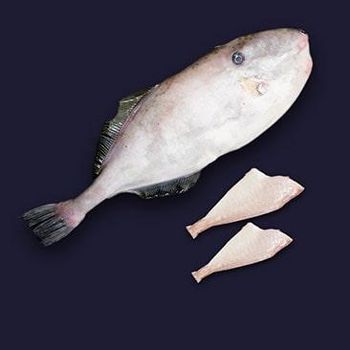 Frozen Leather Jacket Fish whole and HGT Supplier & Exporter India | Bulk Wholesale Seafood from AMAZE SEAFOOD TRADE Frozen Leather Jacket Fish whole and HGT Supplier & Exporter India | Bulk Wholesale Seafood - AMAZE SEAFOOD TRADE - India