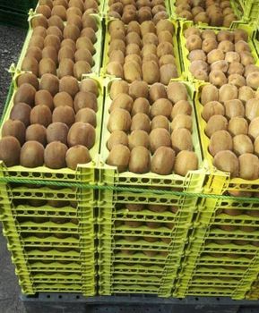 Luxury Kiwi Box Sizes 10 And 5 Kilo Boxes Packaging Stylish And Export Packaging - Asa Trade Quality of Azarbaijan - Iran