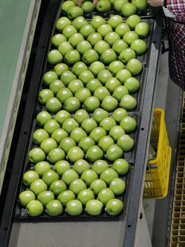 Premium Fresh Granny Smith Apples, Crisp Tart Juicy Grade A Green Fruits with Rich Nutrition - Super vegetables and fruits CO - China