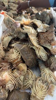 Slipper lobster - Agung Persada Tunggal - Indonesia