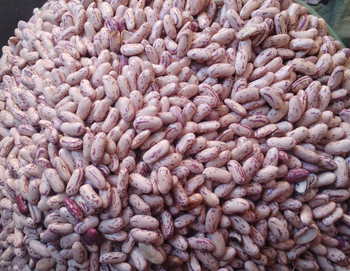 Sugar Beans Long Variety (LSKB) from Africa Agriculture Exporters (AAE) Sugar Beans Long Variety (LSKB) - Africa Agriculture Exporters (AAE) - Tanzania