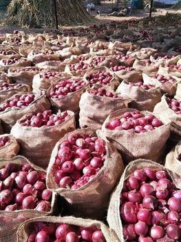 red onions and white onions Foreign Matter Nil Dry Matter Min 14% Shape Round To Oval Moisture Content Max 85% Botanical Name Allium - BF GLOBAL TRADING (PTY) LTD - South Africa