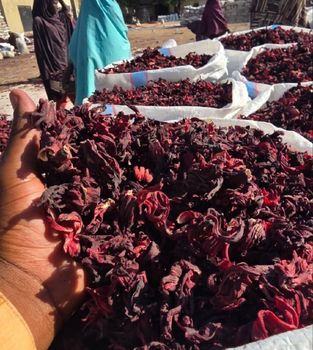 Fresh hibiscus - Agricultural consultant - Nigeria