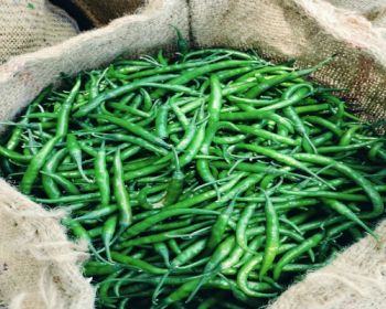 green chilli Aroma Rich Color Vibrant Pungency - richness food - Global