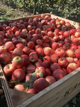 Fresh Fruits Like Apple from BF GLOBAL TRADING (PTY) LTD Fresh Fruits Like Apple - BF GLOBAL TRADING (PTY) LTD - South Africa