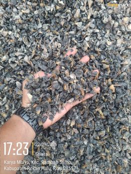 Palm Kernel Shell - Bebas Finance - Indonesia