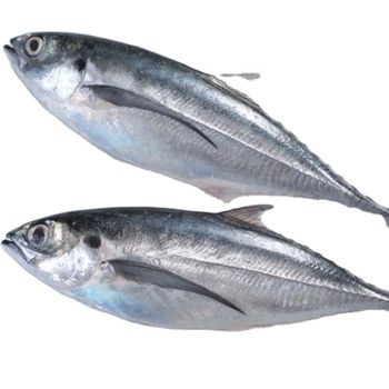 Top product competitive price frozen horse mackerel wholesales in vietnam - TANIS IMPORT & EXPORT COMPANY LIMITED - Vietnam