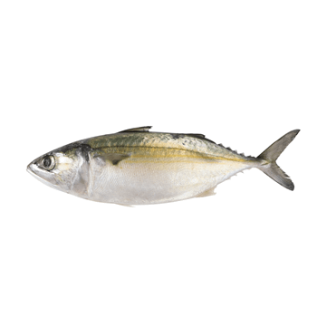 Seafood Fresh Frozen Whole Indian Mackerel fish for Sea Fish Buyers - TANIS IMPORT & EXPORT COMPANY LIMITED - Vietnam