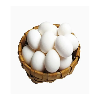 Premium Fresh White Table Eggs – SABA Grade Quality from Belgium - FK GLOBAL TRADING - Netherlands