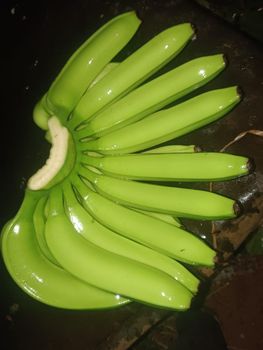 Cavendish Banana (G9) – product photo, Fresh Cavendish Bananas products found from trusted suppliers, wholesalers, manufacturers & exporters Listing