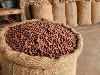 Cocoa Beans - BridgeAxis Africa - Cameroon