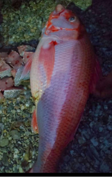 FROZEN YELLOWSTRIPED RUBY SNAPPER FISH - HIGH QUALITY Type Frozen Fish Texture Firm White Flesh Harvest Method Wild-caught - PT Savya Coco Provita - Indonesia