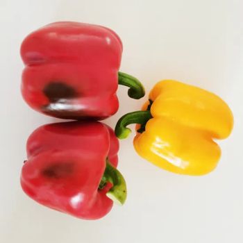 China Fresh Capsicum with Red/ Yellow/ Green Color - Shouguang Aowoshi Vegetable Food Co., Ltd - China