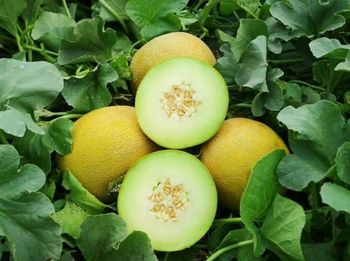 Melon Variety Hybrid Packaging HDPE pouch Germination Rate 95+ Phytosanitary Certification Lab Tested Certification Phytosanitary certificate - Greenfield Agriclinic and Agribusiness centre  - India