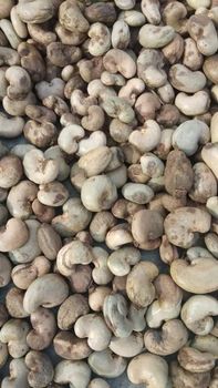 PREMIUM QUALITY CHEAP RAW CASHEW NUTS IN SHELL WHOLE SALE. WHATSAP +255787979235 FOR MORE DETAILS from AL JABLI TRADING COMPANY LIMITED PREMIUM QUALITY CHEAP RAW CASHEW NUTS IN SHELL WHOLE SALE. WHATSAP +255787979235 FOR MORE DETAILS - AL JABLI TRADING COMPANY LIMITED - Tanzania