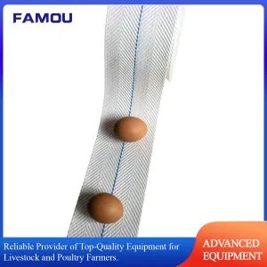Automated Egg Collection Conveyor Belt for Layer Cages Supplies - Qingdao Famou Machinery Co., Ltd. - China