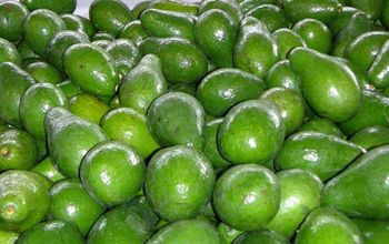 Avocado – product photo, Fresh Hass Avocado products found from trusted suppliers, wholesalers, manufacturers & exporters Listing