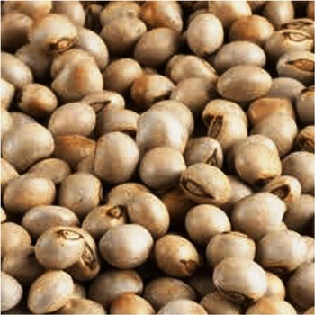 Nutritious Pigeon Peas Offering Strong Grain Structure Natural Freshness And Reliable Container Loading Performance - TOSOH INTERNATIONAL - South Africa