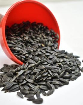 Sunflower seed from Oil farm Sunflower seed – product photo, Sunflower products found from trusted suppliers, wholesalers, manufacturers & exporters Listing