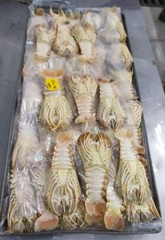Frozen Slipper Lobster - Agung Persada Tunggal - Indonesia