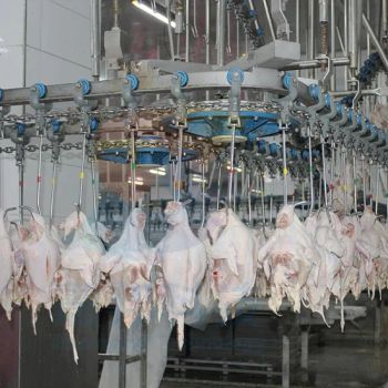 Poultry Processing Facility Line Poultry Processing Line Turnkey Solution Poultry Processing Automation Integration Poultry Processing Facility Setup - Zhenbang (Guangdong) Machinery Technology Co., Ltd. - China