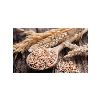 Hard Wheat Grains Clean and Dry Crop for Commercial Use Wholesale Bulk Agricultural Supply of Hard Wheat Grains - MASI TRADING GMBH - Germany