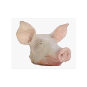 100% Preserved Frozen Pork Head Fresh Nature Frozen Pork Head Meat Color Clean FROZEN Pork Head READY FOR SHIPMENT ANY PORT OF YOUR CHOICE High Quality Frozen Pork Head available from Brazil Wholesale High Quality Products Mussels Supply Poultry Meat Sale Pig Frozen Pork Head Bones In Brazil Brazil Frozen Pork Head for sale - GLOBOTO TRADE BRASIL LTDA - Brazil