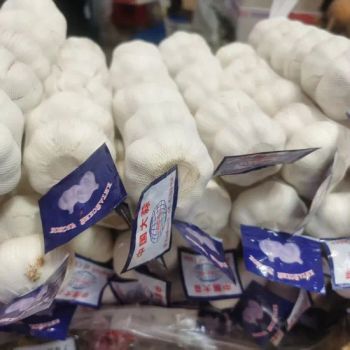 China Exports High-Quality Fresh Garlic in Mesh Bags, 6.0 Cm MOQ 12tons Style Whole Keyword Garlic Type Pure White Trademark - Jiangsu Baoli Yuchen Food Co., Ltd. - China