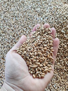 Milling wheat, protein 12.5% Origin Ukraine Crop Year 2025 Port FOB Odesa W Value Min 180 Type Soft Wheat Features GMO-Free - Intermat Bulgaria EOOD - Bulgaria