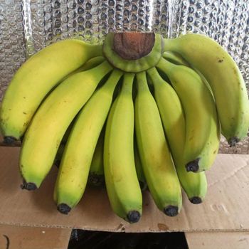Fresh Premium Banana –  Indonesian Fresh Banana, Grade Premium, Yellow Banana, Green Banana, FOB - PT INDORI FLASH COMMODITY - Indonesia