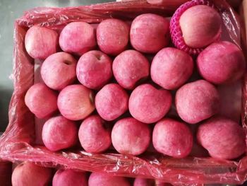 Fresh Sweet Fuji Apples for Global Premium Markets - Super vegetables and fruits CO - China