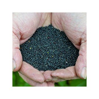 Fast delivery rapeseed for sale in bulk quantities for worldwide markets - MASI TRADING GMBH - Germany