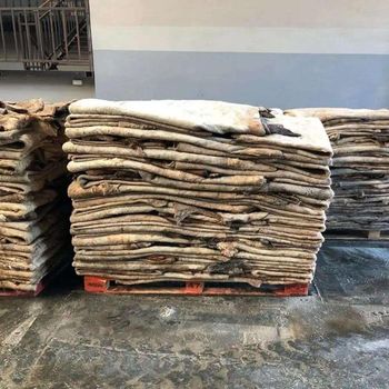 High Quality Dry Salted Donkey Hides Wet Salted Donkey Skins Bulk Supply for Leather Tannery and Industrial Use from AGRONOVA High Quality Dry Salted Donkey Hides Wet Salted Donkey Skins Bulk Supply for Leather Tannery and Industrial Use - AGRONOVA - United States