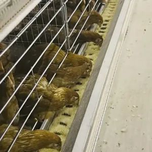 Commercial Chicken Feeding Farm Battery Cages Laying Hens Sell in Algeria - Henan Qianmu Machinery Equipment Co., Ltd. - China