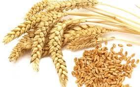 Premium Quality Wheat Grain – Food & Feed Grade Export Supply from TRADE NEPAL LLC Premium Quality Wheat Grain – Food & Feed Grade Export Supply - TRADE NEPAL LLC - United States