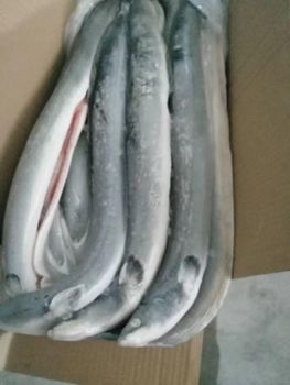 Frozen Raw Eel Glazing 10% Packing In Bulk, 10kg/ctn Species Anguilla Rostrata Minimum Order Quantity 1x20ft & 1x40ft Price Term Fob Any Port In Fujian - HONGPU FOOD HOLDINGS LIMITED - China