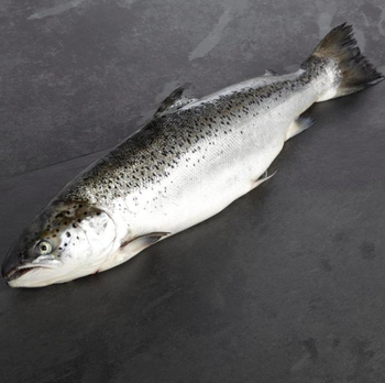 High Quality Wholesale Bulk Seafood Fresh Frozen pink Salmon Fish Whole, Gutted or Decapitated Frozen Fish - JMB  - Canada
