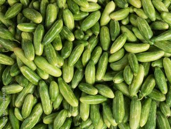 Cucumber (Export Quality from India) - AGROCARTE EXIM ENTERPRISES PVT LTD - India